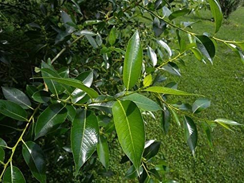Bay leaf bonsai tree cutting - bay,