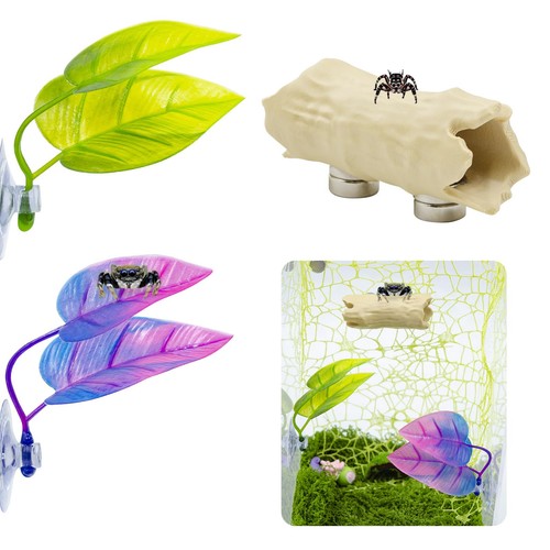 Jumping spider enclosure - jumping,